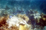 School of fish under the boat