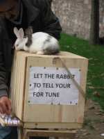 Fortune Telling Bunnies