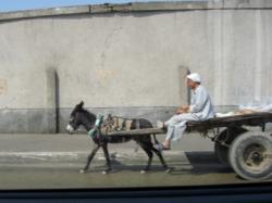 Donkey Cart on Cairo Main Road