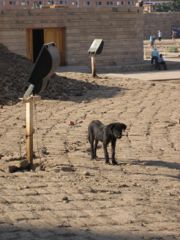 Edfu Puppy